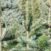 cropped-sapins-3-2-scaled-1.jpg
