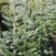 sapins-3 2